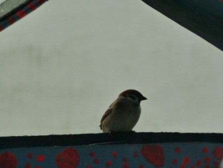 Spatz im Vogelhaus